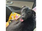 Adopt Patches - litter of 7 a Shepherd, Labrador Retriever