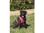 Adopt Phillipe - Beauty and the Beast litter a Pit Bull Terrier