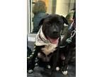 Adopt Chip - Beauty and the Beast litter a Pit Bull Terrier, Labrador Retriever