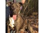 Adopt Fable - cowboy litter of 3 a Plott Hound