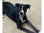 Adopt Forrest - brother to Fiesta a Catahoula Leopard Dog