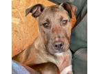 Adopt Graphite - Litter of 3 a Pit Bull Terrier
