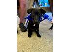 Adopt Ryker a Labrador Retriever, Retriever