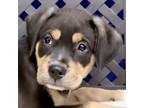 Adopt King Louie a Rottweiler