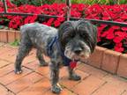 Adopt Bliss a Mixed Breed