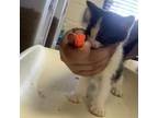 Adopt SCFL-Stray-sc22 a Domestic Short Hair