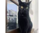 Adopt Wheezy a Domestic Short Hair