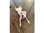 Adopt Gumbo a Pit Bull Terrier, Mixed Breed