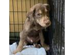 Adopt Bergie a Mixed Breed