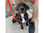 Adopt Mayor Pete a Mixed Breed
