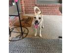 Adopt Leo a Mixed Breed
