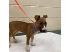 Adopt Parker a Mixed Breed