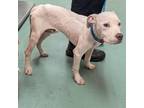 Adopt Casper a Mixed Breed
