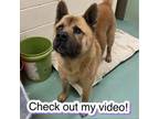 Adopt Ezra a Mixed Breed