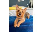 Adopt Benito a Yorkshire Terrier