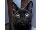 Adopt Pretzel a Domestic Short Hair
