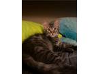 Adopt Walnut a Maine Coon