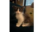 Adopt Filbert a Maine Coon