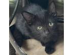 Adopt Coco 8918 a Domestic Short Hair