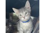 Adopt Bruce 8917 a Domestic Short Hair