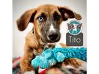 Adopt Tito Beaumont PTC 4 a Mastiff, Mixed Breed