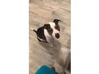 Adopt Zulu a American Staffordshire Terrier