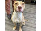 Adopt Tanner a Pit Bull Terrier