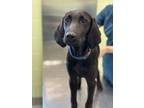 Adopt Bugs a Hound, Mixed Breed