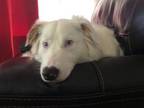 Adopt Ryder a Australian Shepherd
