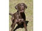 Adopt Eddie a Labrador Retriever