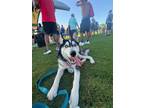 Adopt Bricks a Siberian Husky