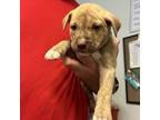 Adopt Remy a Pit Bull Terrier, Mixed Breed