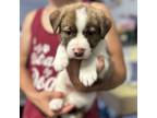 Adopt Jersey a Pit Bull Terrier, Mixed Breed