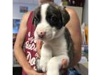 Adopt Cowboy a Pit Bull Terrier, Mixed Breed