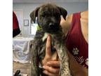 Adopt Dark Twin a Pit Bull Terrier, Mixed Breed