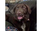 Adopt Wilbur a Chocolate Labrador Retriever