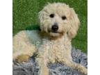 Adopt Benny a Poodle