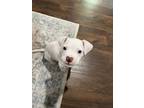 Adopt Snowcone a Pit Bull Terrier, Mixed Breed