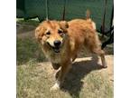 Adopt Bear a Shepherd