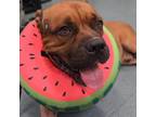 Adopt Jabba a Bullmastiff, Mixed Breed