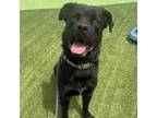 Adopt Rocky- Happy Guy! Good with other dogs! $0 Adoption Special!