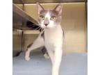 Adopt Louie a Domestic Short Hair