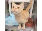 Adopt Cheese Doodle a Domestic Short Hair