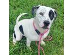Adopt Bo a Pit Bull Terrier