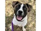 Adopt Orville a Pit Bull Terrier