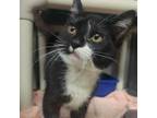 Adopt Dunkaroo a Domestic Short Hair