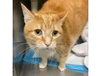 Adopt Poppy a Domestic Short Hair
