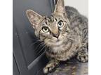 Adopt Beast a Domestic Short Hair