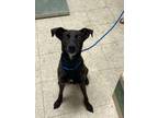 Adopt Rory - Adoptable a Terrier, Mixed Breed