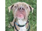 Adopt Tom Foolery a Boxer